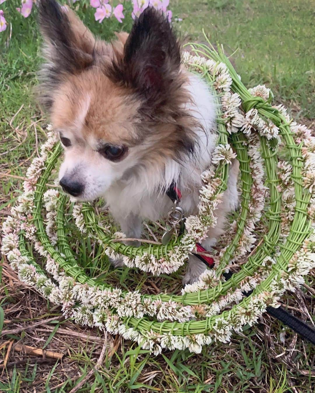 野澤美仁さんのインスタグラム写真 - (野澤美仁Instagram)「シロツメクサまた編みました🌿絵の次の特技かも🌿ろこちゃんに巻いたら嫌がってた🐶 #pet#chihuahua#love#flower#cute#flowers #flowerarrangement #シロツメクサ#チワワ#犬#ペット#可愛い#花#goodmorning #instagood#nature #garden」5月15日 6時59分 - misatonozawa0625