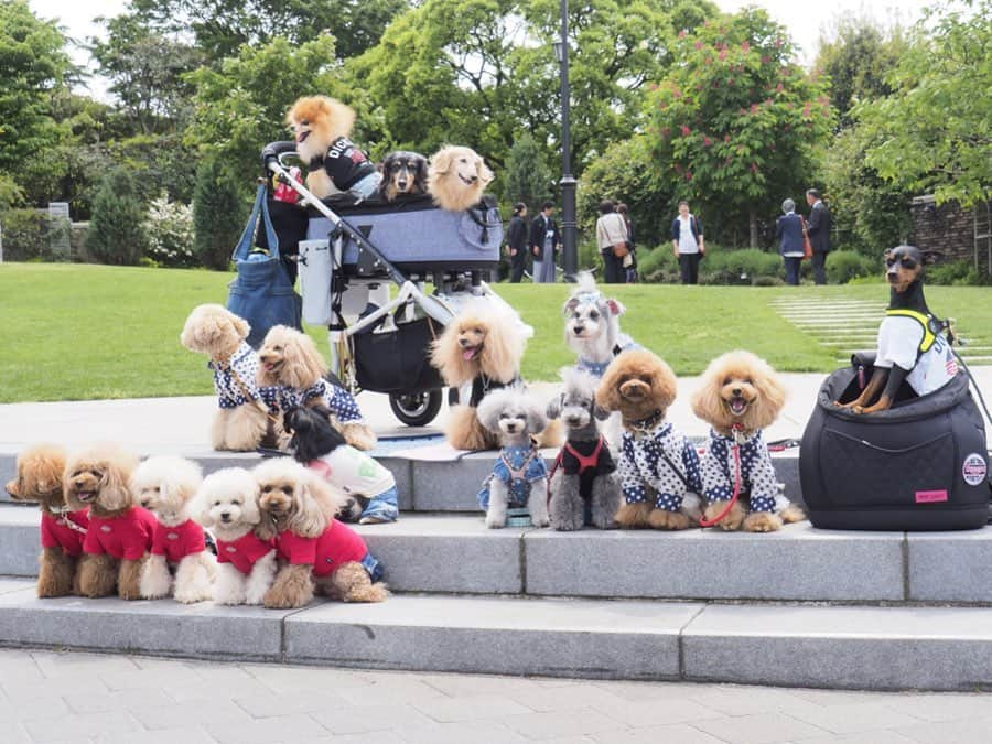 Toypoodle Mikuru?Asakusa Tokyoさんのインスタグラム写真 - (Toypoodle Mikuru?Asakusa TokyoInstagram)「20190512 Sunday. In Yokohama. 〜令和初だよ！横浜だよ⚓️同期会〜 Part1 as know as de wan 第17期PP同期会でした❤️ . アメリカ山公園で待ち合わせ😄 中華街でlunchしました🥰 . まずは集合写真を😄 みきゅるん見つけてねー👋🏻 . 参加させていただきますありがとうございました🙏🏻 Part 2へ続く🔜 . #asknowasdewan #第17期ppモデル #同期会 #横浜 #アメリカ山公園」5月15日 7時04分 - purapura299