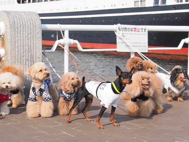 Toypoodle Mikuru?Asakusa Tokyoのインスタグラム：「20190512 Sunday. In Yokohama. 〜令和初だよ！横浜だよ⚓️同期会〜 Part1 as know as de wan 第17期PP同期会でした❤️ . アメリカ山公園で待ち合わせ😄 中華街でlunchしました🥰 . まずは集合写真を😄 みきゅるん見つけてねー👋🏻 . 参加させていただきますありがとうございました🙏🏻 Part 2へ続く🔜 . #asknowasdewan #第17期ppモデル #同期会 #横浜 #アメリカ山公園」
