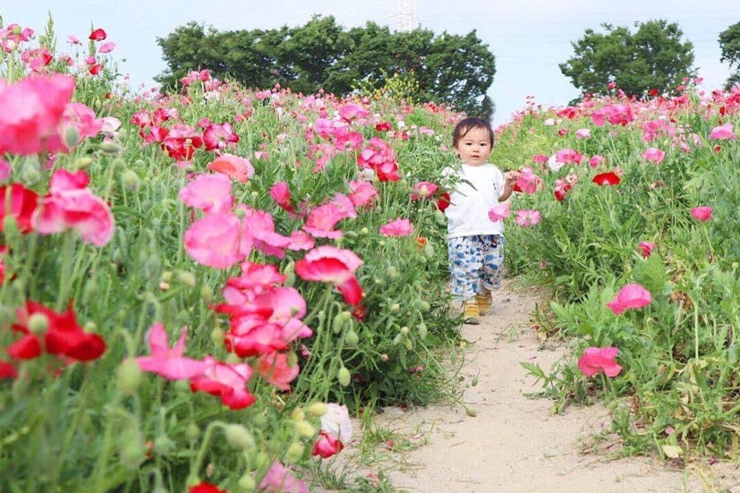 のインスタグラム：「こんにちは😊 現在、「春」をテーマにお写真・動画を募集中です✨ 本日の #タビスルキッズ はこちら💕 📷 @rinko_omermaidさん 🚩 愛知県・日進市「愛知牧場」 🎙ご本人コメント ❁ひなげしの小道❁ . ひなげしの方が背が高いから こっちゃん埋もれちゃうねwww ﻿﻿﻿＊＊＊＊＊＊ お花に埋もれちゃう感じがかわいいですね😍 ステキなお写真ありがとうございます✨」