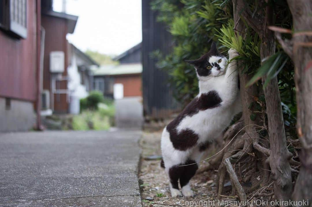 Masayukiさんのインスタグラム写真 - (MasayukiInstagram)「決めポーズ。  おはようございます。 Good morning from Aichi 🐈⛅️ #cat #ねこ」5月15日 7時46分 - okirakuoki