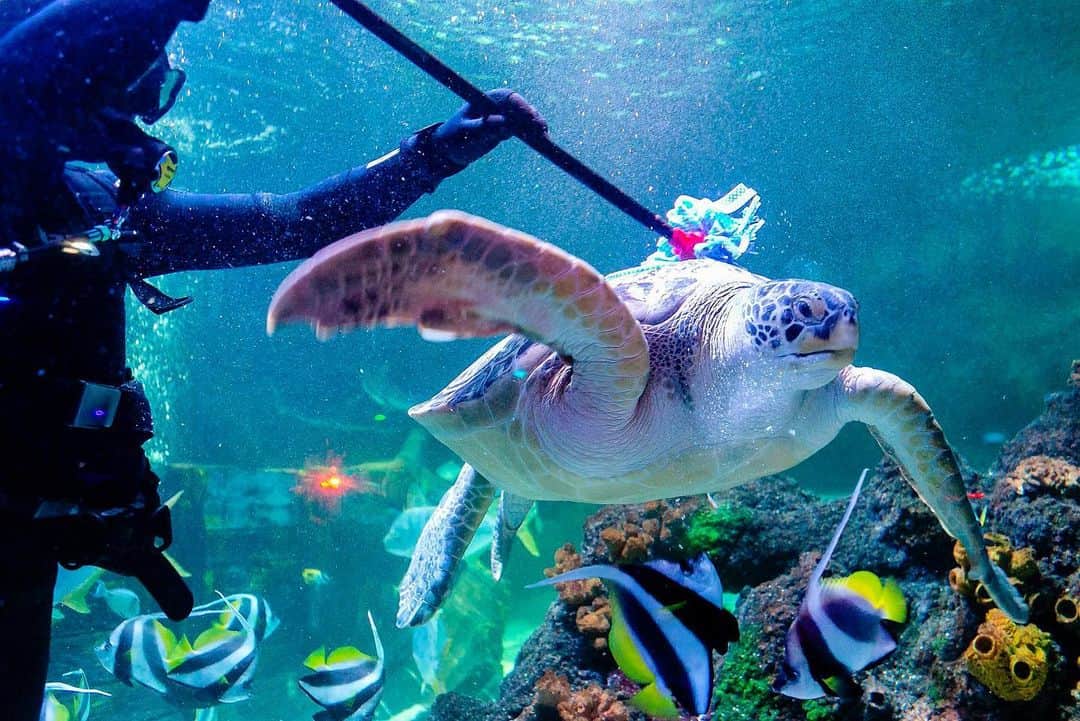 NBC Newsさんのインスタグラム写真 - (NBC NewsInstagram)「Diver Oliver Volz scrubs sea turtle "Speedy" during a spring cleaning at the Sea Life aquarium in Timmendorfer Strand, northern Germany, on Tuesday. . 📷 Frank Molter / @dpa_com via @afpphotos」5月15日 7時49分 - nbcnews