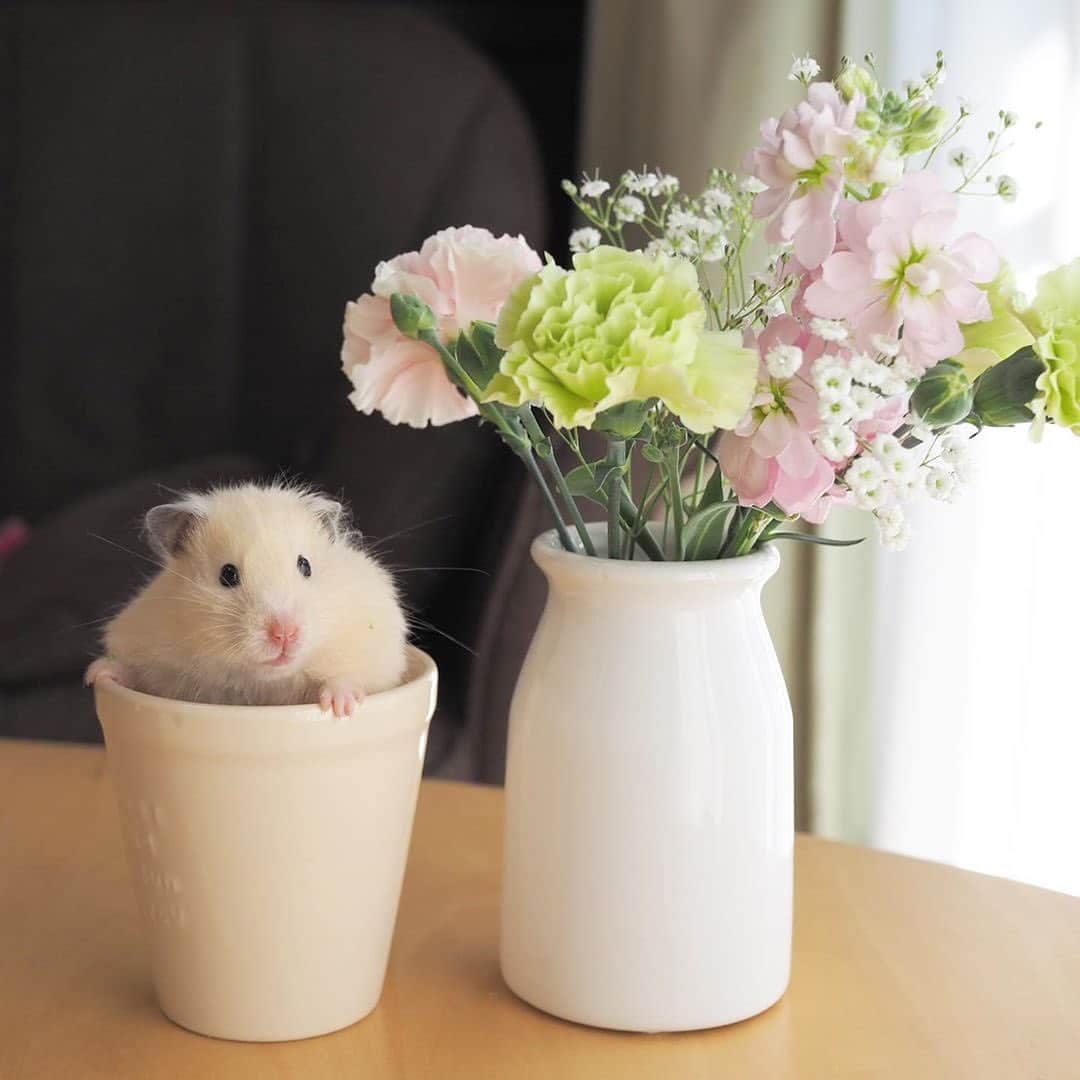 Bloomee LIFEさんのインスタグラム写真 - (Bloomee LIFEInstagram)「・⠀ シンプルな白い花瓶に、 春らしい柔らかな色合いのお花を飾ってくれました🌸 ハムスターさんも、 今日はケージの外へお散歩🐹💐 ・⠀ Special Thanks Photo by⠀⠀ @sakura_hamco ・ お花とのツーショットに 癒されます☺️🌼 一緒に暮らす家族と楽しむことができるのも、 お花の魅力ですね✨ ・⠀ #bloomeelife#ブルーミーライフ#花のある生活#花好きな人と繋がりたい#おうち時間#花部#花写真#花が好き#花を飾る#暮らしを楽しむ#日々の暮らし#丁寧な暮らし#日々#お花のある暮らし#ナチュラル#素敵な休日#暮らしを整える#くらしのきほん#日々の暮らしを楽しむ#丁寧に暮らす#ナチュラルインテリア#ミニブーケ#フラワーベース#すっきり暮らす#シンプルライフ#シンプルに暮らす#シンプルホーム #ゴールデンハムスター#ハムスターのいる生活#癒し」5月15日 8時00分 - bloomee