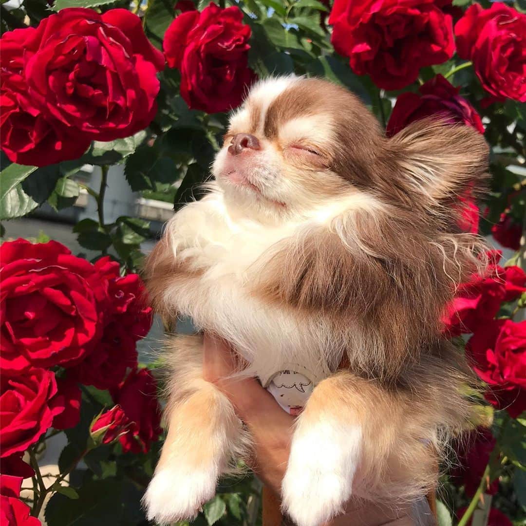 kayoさんのインスタグラム写真 - (kayoInstagram)「* * バラ園に行ってきたよ🌹✨ * * Lychee❤️🌹 * * #中之島バラ園 #バラ #chihuahua#chihuahualove#dogstgram#dog#instadog#チワワ#チワワ大好き * *」5月15日 8時07分 - kayo063