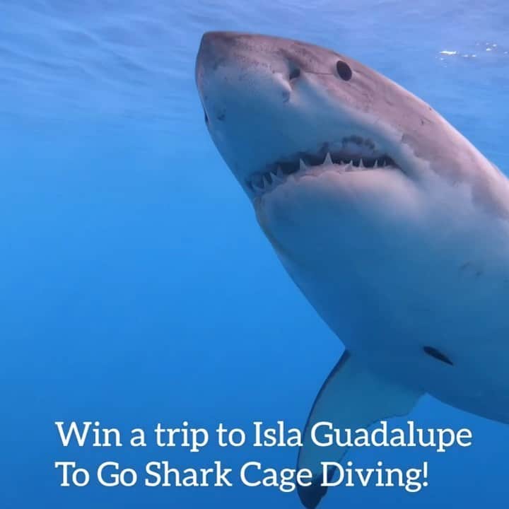 WildLifeのインスタグラム：「GIVEAWAY! We are giving you another chance to win a free stay for 5 days on Vortext Boat for Shark cage diving  in Isla Guadalupe  Experience the Sharks in beautiful surroundings. Get up close with the wildlife! —  TO WIN follow simple steps (only takes 30 seconds!) — 1) FOLLOW @vortexliveaboard @discoversharks @discoversharkstours @jalilnajafov  Make sure to follow ALL accounts to be in the game! ⁣🙌🏻⁣ . 2) Share this post to your story and tag @DiscoverSharksTours & @vortexliveboard . 3) LIKE us on Facebook fb.com/DiscoverSharks  4)TAG a friend and comment your facebook name on this post (multiple entries allowed)  Open internationally the deadline for entries is August 1st. Winner will be randomly drawn & announced on @discoversharks & @discoversharkstours  Guadalupe Island is located in the Pacific Ocean approximately 165 miles west of Ensenada, Mexico. Guadalupe Island has become the world’s best location for diving with great white sharks. This is one of the favorite expeditions of wildlife photographers and videographers from all around the world. This 5 day expedition is a perfect adventure getaway, feel the adrenaline and discover why Guadalupe island is one of the best dive spots in the world.  Everything on the Vortex has been custom made and handpicked to meet the highest standards. This truly is the liveaboard for the discerning diver. The Pelagic Fleet and Peter Hughes (2018 NOGI Award Winner for Distinguished Service) have redefined luxury diving in remote locations. Doubtlessly, the Vortex is now the fastest and most exclusive liveaboard for Guadalupe, having quicker crossings and offering the ultimate experience, in and out of the water.  If you are interested and joining this Discoversharks trip contact @Discoversharkstours for more info」