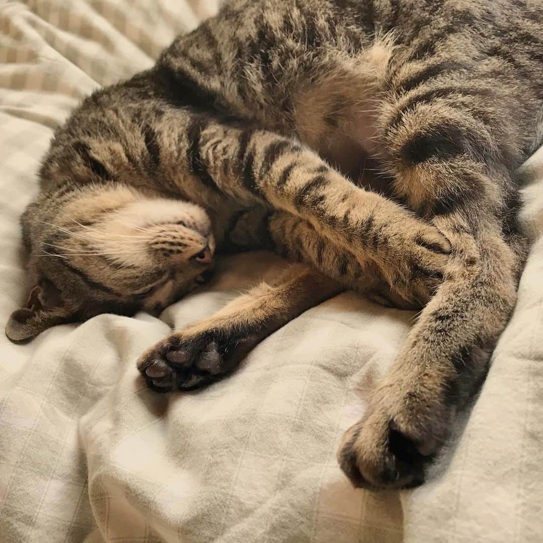小嶋晶子のインスタグラム：「Zzz...🐈🐾 #cat #cats #browntabby #catsofinstagram #catstagram #neko #nekostagram #ねこ #ねこ部 #ねこすたぐらむ #きじとら #きじとらねこ #きじとら女子 #きじとら部 #ネコ #ネコ部  #キジトラ #キジトラネコ #キジトラ部 #かぎしっぽ #かぎしっぽ猫部 #カギしっぽ #カギしっぽ猫 #お腹ハゲてる」