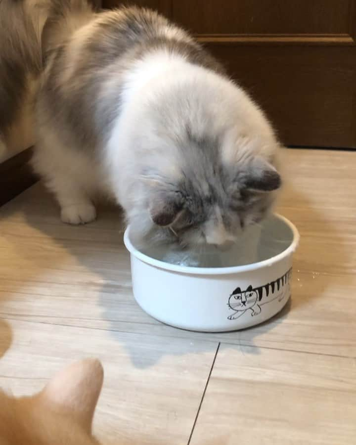 はるにゃん&ゆきにゃん＋１のインスタグラム：「お水はお手手で飲むにゃ😸  Suzu🐾 。 。 音量お気をつけて🎧 。 。 洗面所の床がよく濡れているので、なんでだろうと気をつけて観察していたら、犯人はすずでした😅 ももは呆れてみています😅 。 。 #すずのすけ #suzunosuke #ミヌエット #minuet #マンチカン #munchkin  #短足 #shortlegs #やんちゃ #もふもふ #pecotv  #ペコねこ部 #catsofinstagram #kittensofinstagram #cutecatskittens #catlover #cat_features #catsofworld #catloversclub #bestmeow #cats_of_world  #catstagram #cats_of_instagram #オオタニサン #drinkwater  お水の器は #野田琺瑯 さん と #リサラーソン さんコラボのものです😊 食品保存容器ですが。 やっと丁度よくて可愛いお水ボウル見つけた😍 お気に入り😄」