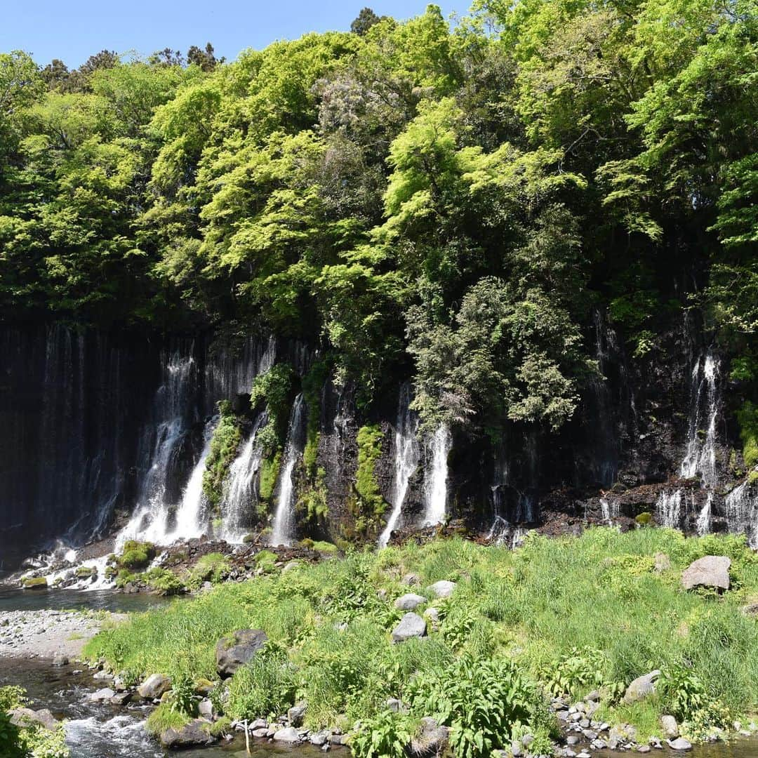 がんちゃんさんのインスタグラム写真 - (がんちゃんInstagram)「#てんタッキー富士山の旅  2019年5月8日  早朝から綺麗な富士山をたーくさん見れて大満足の飼い主。  富士山が見えなかった時のコースに入れていた白糸の滝へ。滝壺近くでは水しぶきが飛んできててんちゃんがヒコーキ耳に😆  #白糸の滝 #富士山 #朝霧高原 #滝とタッキー」5月15日 8時54分 - kota2ann