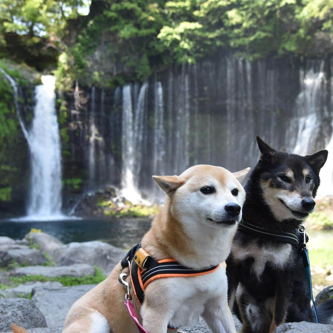 がんちゃんさんのインスタグラム写真 - (がんちゃんInstagram)「#てんタッキー富士山の旅  2019年5月8日  早朝から綺麗な富士山をたーくさん見れて大満足の飼い主。  富士山が見えなかった時のコースに入れていた白糸の滝へ。滝壺近くでは水しぶきが飛んできててんちゃんがヒコーキ耳に😆  #白糸の滝 #富士山 #朝霧高原 #滝とタッキー」5月15日 8時54分 - kota2ann