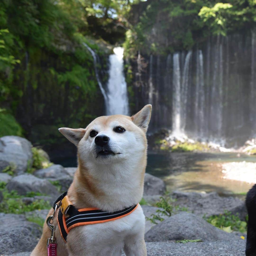 がんちゃんさんのインスタグラム写真 - (がんちゃんInstagram)「#てんタッキー富士山の旅  2019年5月8日  早朝から綺麗な富士山をたーくさん見れて大満足の飼い主。  富士山が見えなかった時のコースに入れていた白糸の滝へ。滝壺近くでは水しぶきが飛んできててんちゃんがヒコーキ耳に😆  #白糸の滝 #富士山 #朝霧高原 #滝とタッキー」5月15日 8時54分 - kota2ann
