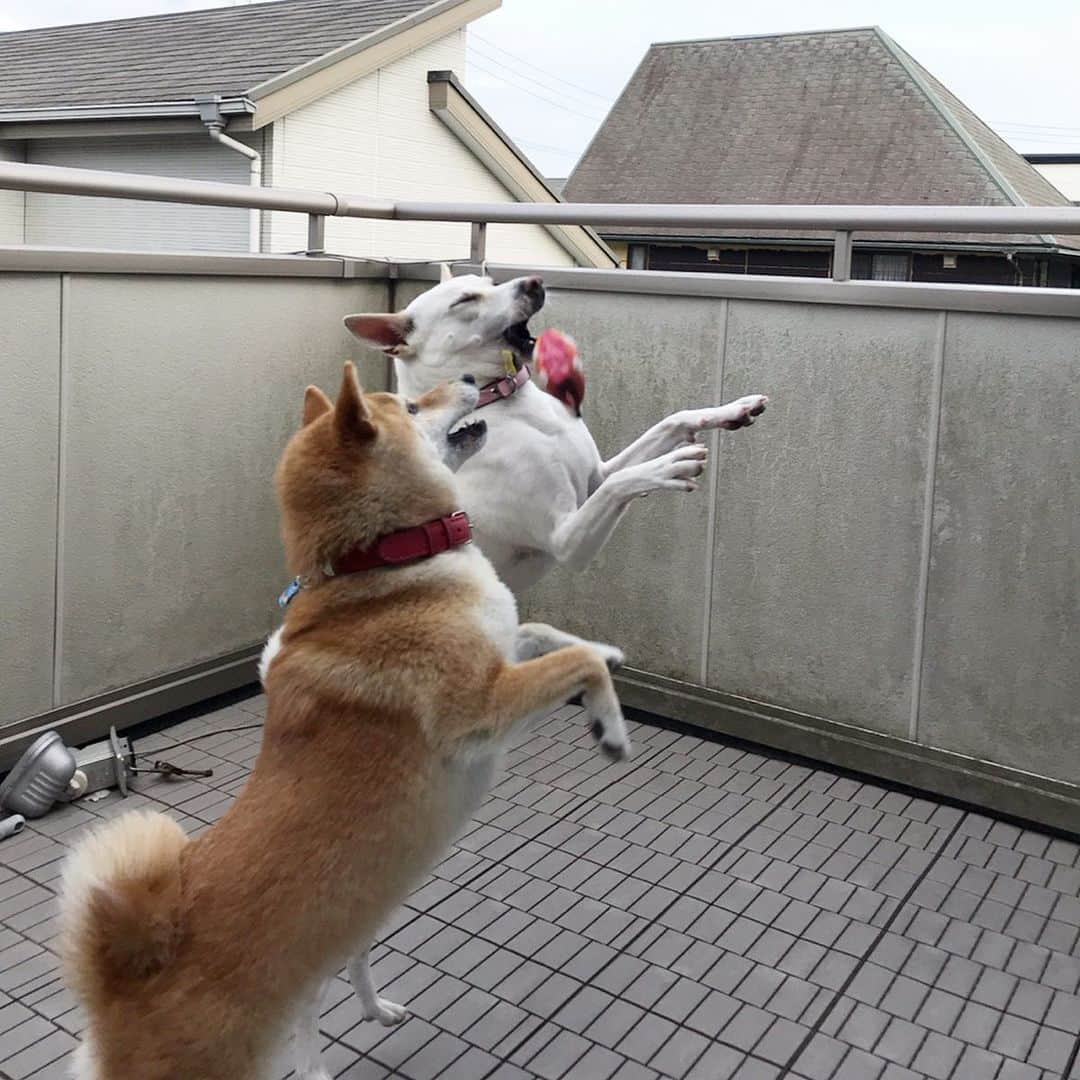 柴犬ハル&保護犬すずさんのインスタグラム写真 - (柴犬ハル&保護犬すずInstagram)「💐👰 . 花嫁からのブーケトスをガチで 取りに行ったけれど、 全然取れなかった花嫁の友達👰 . #細かすぎて伝わらないモノマネ  #すずの方が幸せになるんだからねー！ #ハルも負けないんだからーー！ #結局どこにブーケいったのか分からなくなるパターン #あれ本当にどこに消えたんだろ . #柴犬#柴#kagoshima#dog#puppy#shibainu#shibastagram#いぬバカ部#family#鹿児島#赤柴#雑種#天文館#日本犬#保護犬を家族に#結婚#結婚式#花嫁#wedding」5月15日 8時50分 - haruharu040777