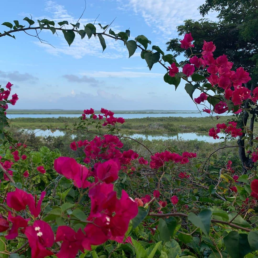 クリスティ・ブリンクリーさんのインスタグラム写真 - (クリスティ・ブリンクリーInstagram)「If you could HEAR these photos ...you would hear the ripple of the waves the sound of the palms swaying and songs from @chicagomusical carried  along by the warm trade winds! #homeagain  the blue fingernails are @alexarayjoel @sailorbrinkleycook #luckyhouse photos of me by @artminsta 💙💛 #luckyhousepc」5月15日 8時59分 - christiebrinkley