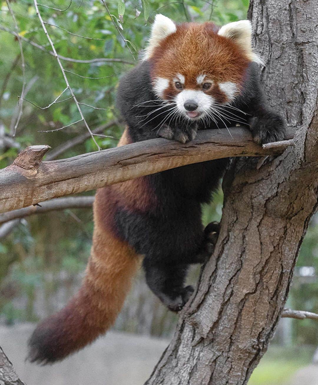 San Diego Zooさんのインスタグラム写真 - (San Diego ZooInstagram)「Give it up for the "original" panda 🔥🦊 Click the link in our bio to learn to love our fiery furiends. #RedPandas #CoolClark #SanDiegoZoo」5月15日 9時17分 - sandiegozoo