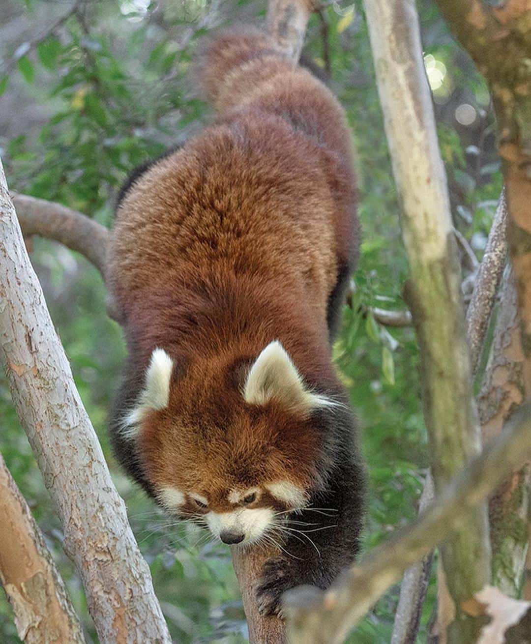 San Diego Zooさんのインスタグラム写真 - (San Diego ZooInstagram)「Give it up for the "original" panda 🔥🦊 Click the link in our bio to learn to love our fiery furiends. #RedPandas #CoolClark #SanDiegoZoo」5月15日 9時17分 - sandiegozoo