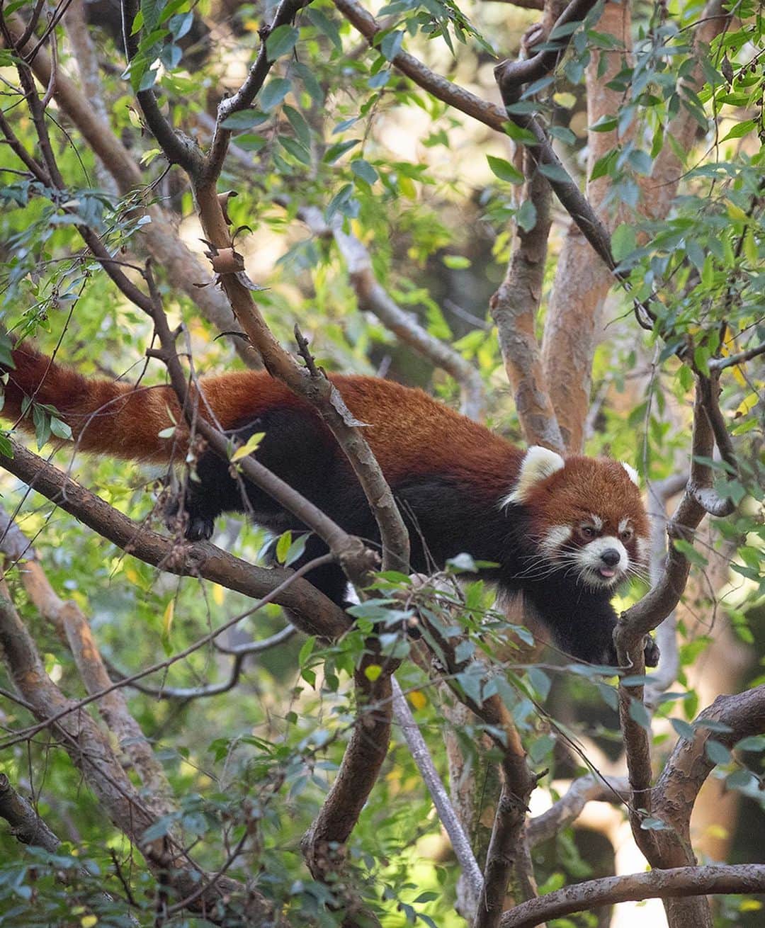San Diego Zooさんのインスタグラム写真 - (San Diego ZooInstagram)「Give it up for the "original" panda 🔥🦊 Click the link in our bio to learn to love our fiery furiends. #RedPandas #CoolClark #SanDiegoZoo」5月15日 9時17分 - sandiegozoo