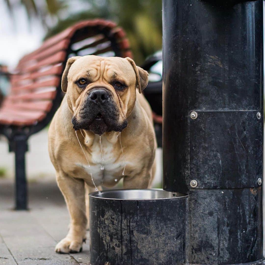 The Dogistさんのインスタグラム写真 - (The DogistInstagram)「Phoenix, Bullmastiff/Pit Bull mix, Mission Dolores Park, San Francisco, CA • “Someone gave him to me on the street. He had a rough childhood – that’s why I named him Phoenix.” @phoenixthechunk」5月15日 9時23分 - thedogist