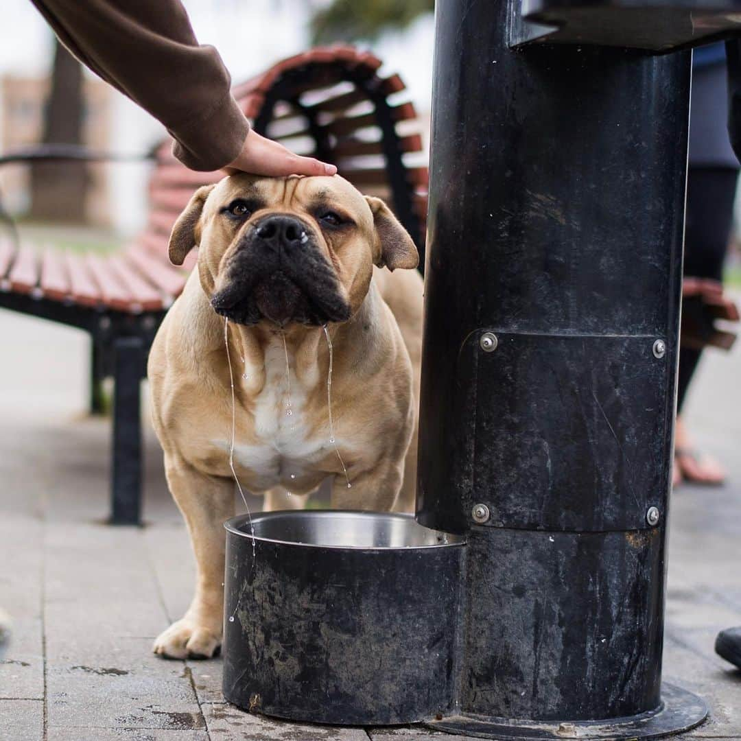 The Dogistさんのインスタグラム写真 - (The DogistInstagram)「Phoenix, Bullmastiff/Pit Bull mix, Mission Dolores Park, San Francisco, CA • “Someone gave him to me on the street. He had a rough childhood – that’s why I named him Phoenix.” @phoenixthechunk」5月15日 9時23分 - thedogist