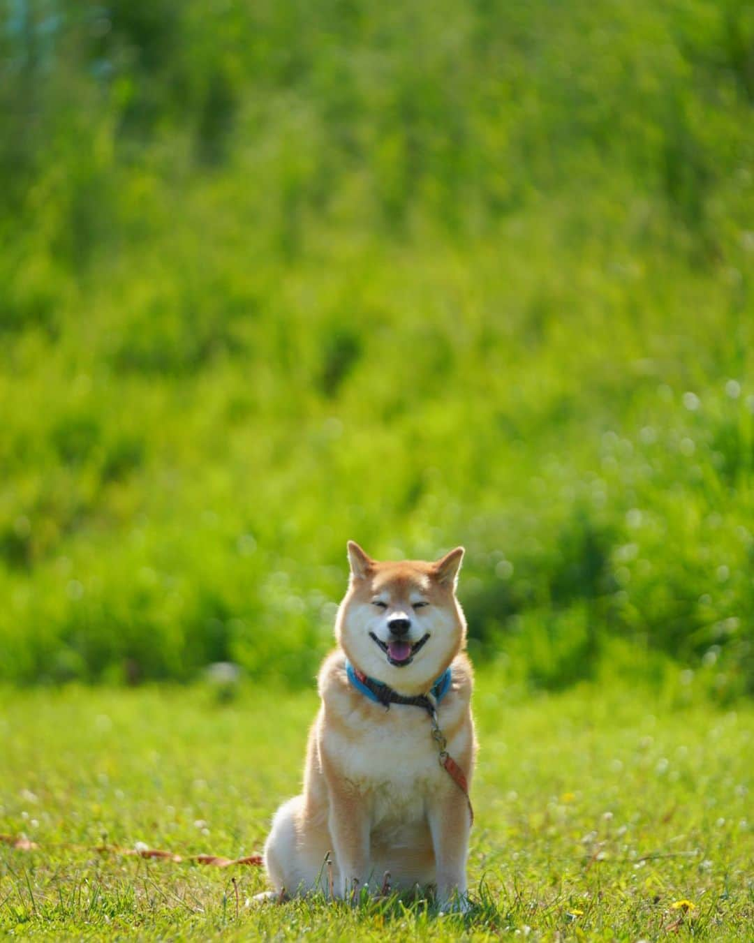 まる（まるたろう）さんのインスタグラム写真 - (まる（まるたろう）Instagram)「Good morning!!✨🐶✨今日も頑張って稼いできてよね！ #良い子で待ってるから #まるはお昼寝してるね #寝る子は育つとか言わないで良いからね☺️ #そんなに育ってないし #変な誤解を招くから #頼むよ」5月15日 9時32分 - marutaro