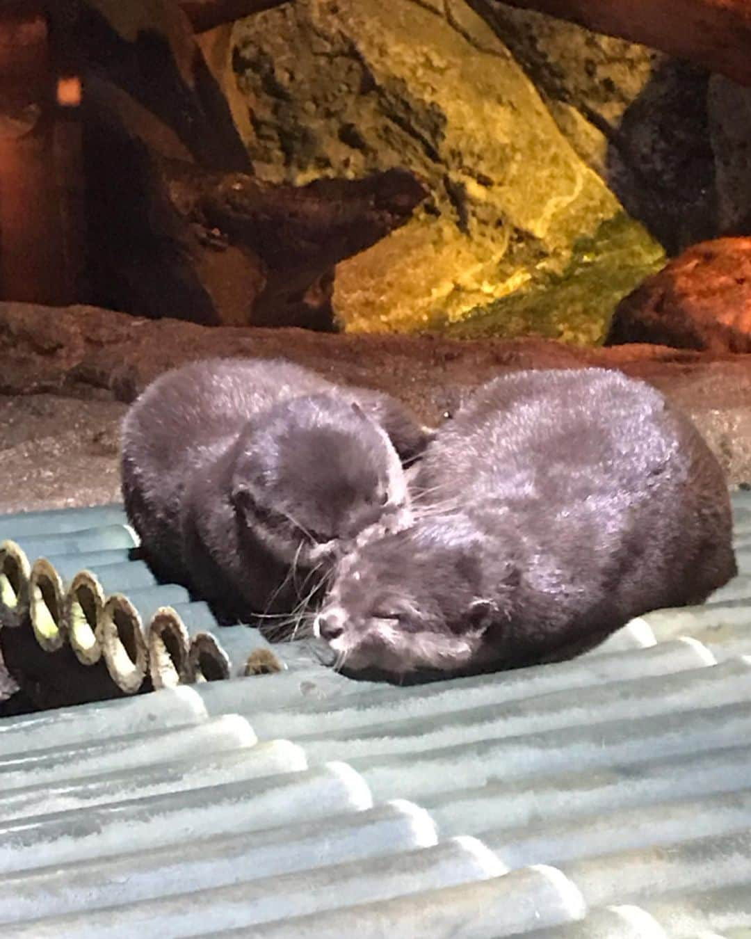 新井利佳さんのインスタグラム写真 - (新井利佳Instagram)「#sealife #sealifeaquarium #aquarium #shark #weekendtime #thailand #thailand_ig #bangkok #siam #siambangkok #holiday #latepost  #東南亞 #最大 #水族館 #SiamParagon #暹邏海洋世界 #鯊魚 #曼谷 #泰國 #涼涼的 #假日 #サイアムパラゴン #サイアムパラゴンの水族館 #水族館癒し」5月15日 9時35分 - rika.arai