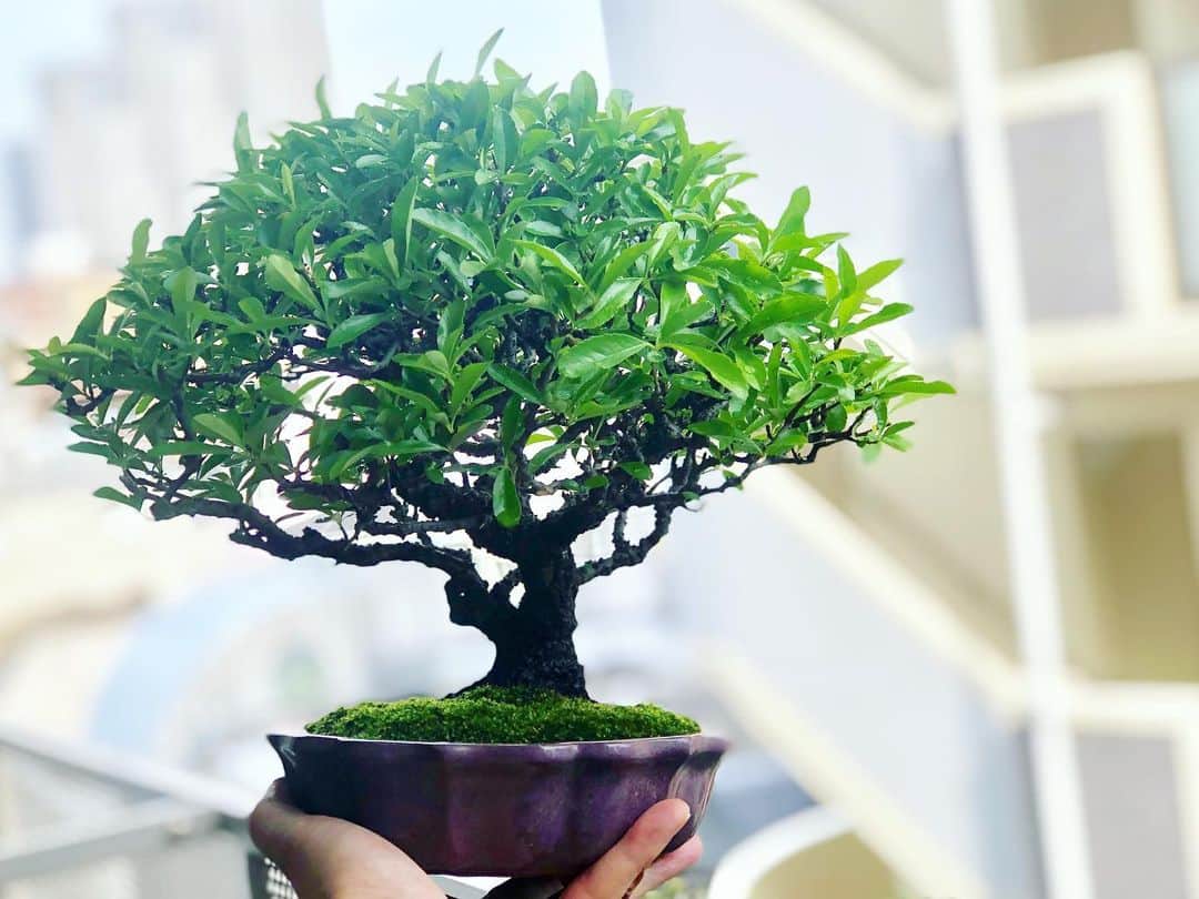 金成公信のインスタグラム：「美しいではないか。#盆栽 #bonsai #橘もどき #橘擬 #タチバナモドキ #ピラカンサ #bonsaijapan #japanesebonsai #wabisabi #plants #tree #orangefirethorn #pyracantha #pyracanthaangustifolia #pyracanthaorangeglow #pyracanthacoccinea #bonsailovers #bonsailife #bonsaitree」