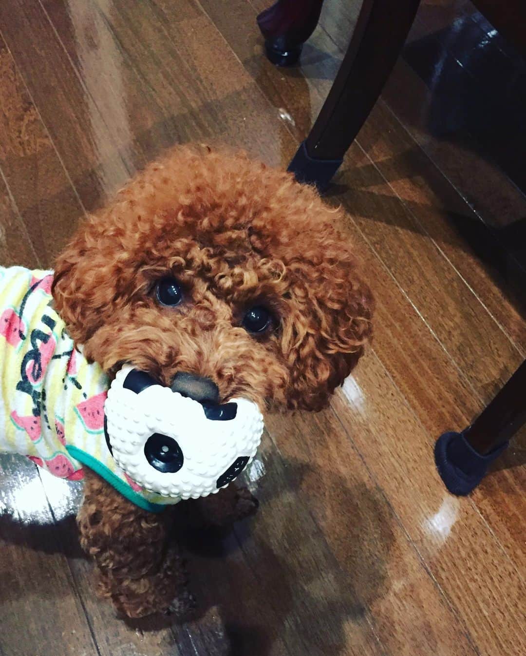 知念芽衣さんのインスタグラム写真 - (知念芽衣Instagram)「#おはよう 我が家のゆりが開花中🌞  オレンジ🌺で南国ちっくです。  月末沖縄が待ち遠しい🏖🐠☀️ 今週はお留守番続きのサニー氏。 お母さん、胸が痛いです😭😭😭 #花のある暮らし #flower  #犬のいる暮らし #百合の花  #うちなんちゅ #トイプードル #トイプードルレッド  #いぬばかぶ」5月15日 11時00分 - meichinen