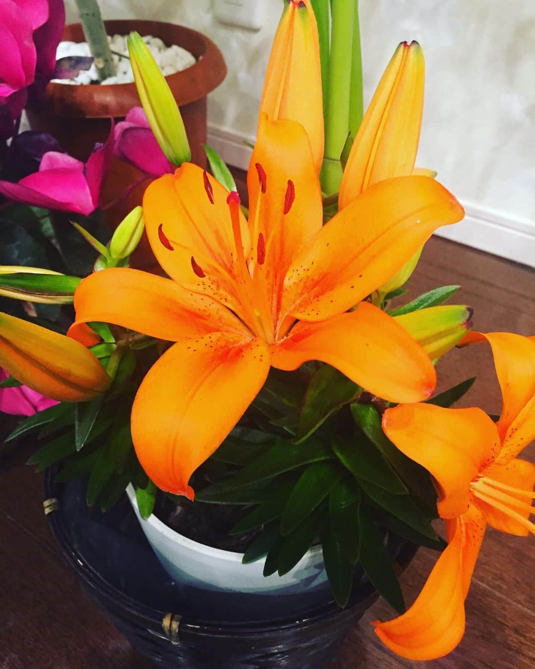 知念芽衣さんのインスタグラム写真 - (知念芽衣Instagram)「#おはよう 我が家のゆりが開花中🌞  オレンジ🌺で南国ちっくです。  月末沖縄が待ち遠しい🏖🐠☀️ 今週はお留守番続きのサニー氏。 お母さん、胸が痛いです😭😭😭 #花のある暮らし #flower  #犬のいる暮らし #百合の花  #うちなんちゅ #トイプードル #トイプードルレッド  #いぬばかぶ」5月15日 11時00分 - meichinen