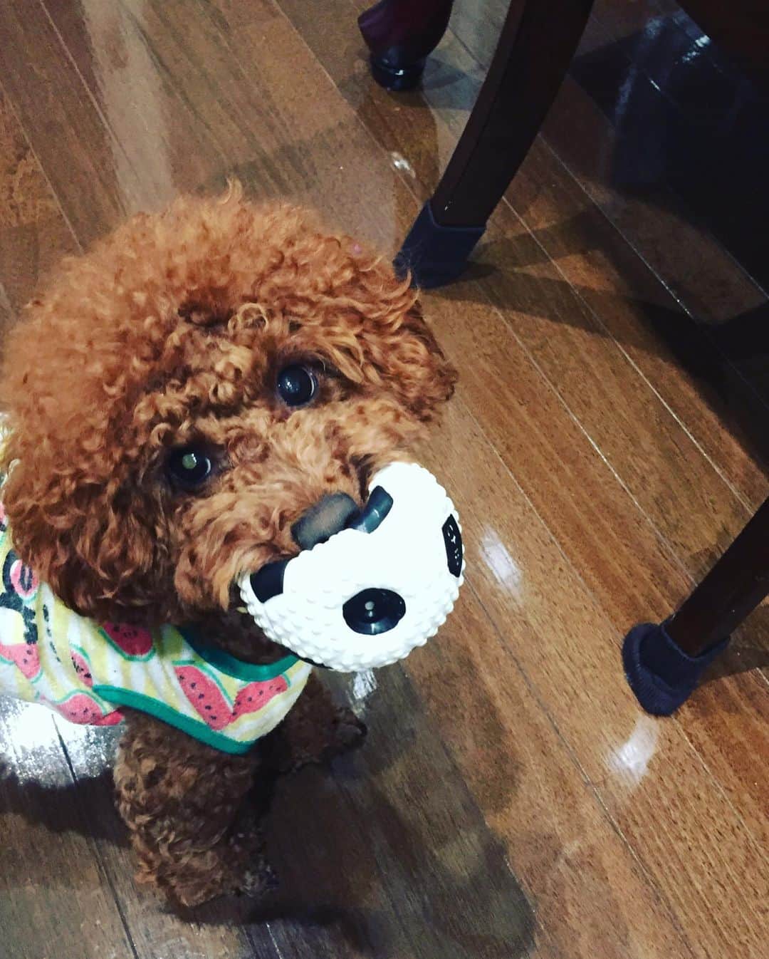 知念芽衣さんのインスタグラム写真 - (知念芽衣Instagram)「#おはよう 我が家のゆりが開花中🌞  オレンジ🌺で南国ちっくです。  月末沖縄が待ち遠しい🏖🐠☀️ 今週はお留守番続きのサニー氏。 お母さん、胸が痛いです😭😭😭 #花のある暮らし #flower  #犬のいる暮らし #百合の花  #うちなんちゅ #トイプードル #トイプードルレッド  #いぬばかぶ」5月15日 11時00分 - meichinen