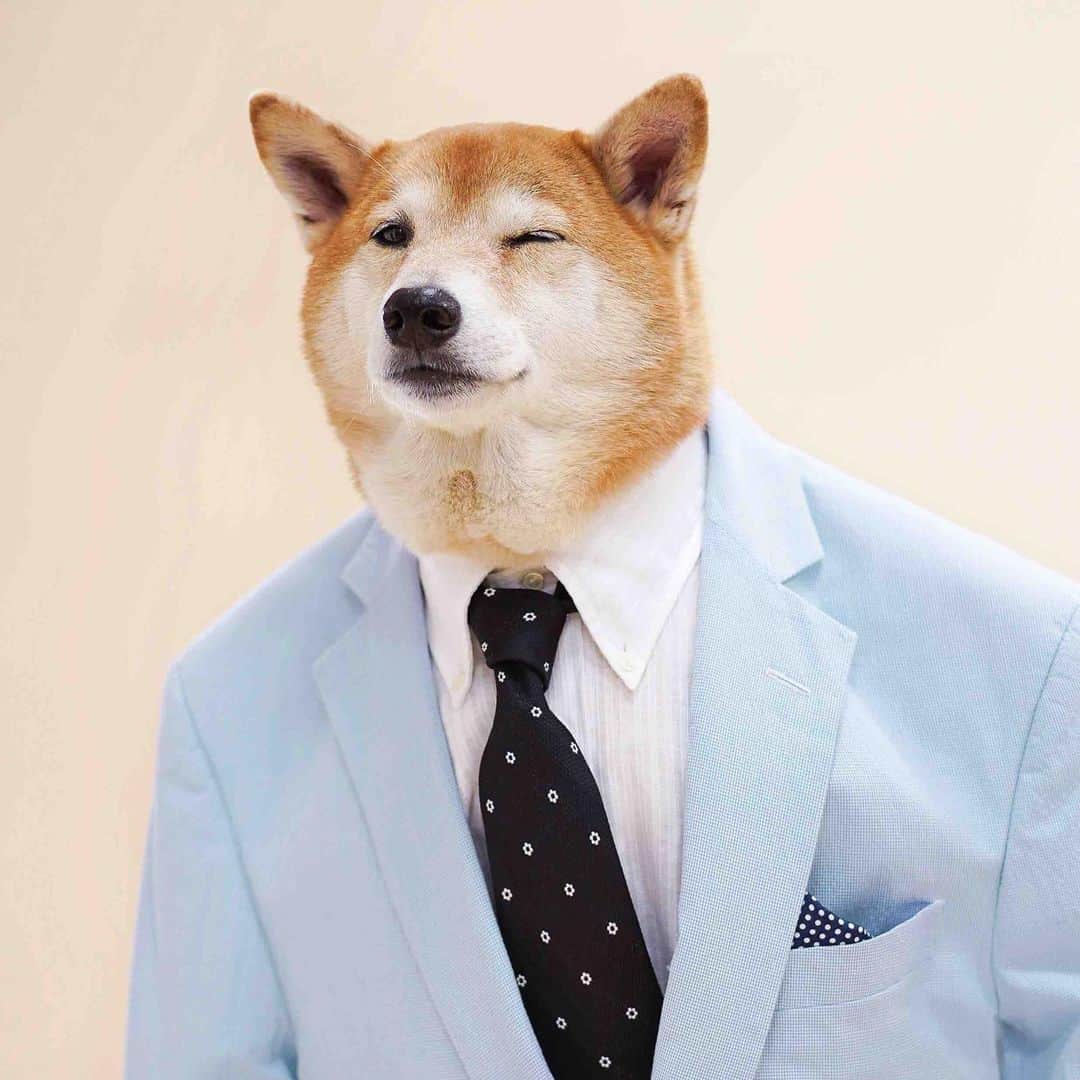 ブルックスブラザーズさんのインスタグラム写真 - (ブルックスブラザーズInstagram)「What kind of suit does @mensweardog wear to a summer wedding?  A: Houndstooth.  Tap for details on this suited summery look, fit for a best man or man’s best friend.  #SS19 #GroomsmenStyle #SeersuckerSuit #BarksBrothers @dougiejoseph #BestManDuties」5月15日 20時36分 - brooksbrothers