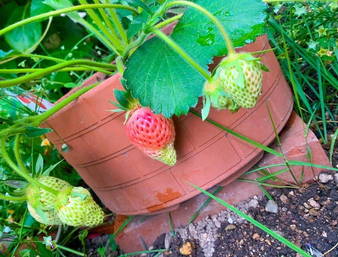 浜平恭子さんのインスタグラム写真 - (浜平恭子Instagram)「お庭のいちごちゃん、キテますキテます🤤🍓」5月15日 20時39分 - hamahi1231