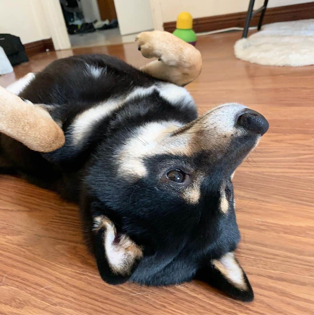 ?Fricko the Shiba Inu?のインスタグラム：「Belly rub please!🥺 (It’s almost impossible to take photo of Keaton when he sits still, he will lay down like this as soon as we get close to him and beg for belly rub😂) 🐾 🐾 🐾 #Keaton #🐶 #shiba #shibainu #dog #柴犬 #黒柴 #子犬 #shibalovers #shibaholics #dogoftheday #dogslife #weeklyfluff  #dogstagram  #dogscorner #shibapuppy #puppiesofinstagram」