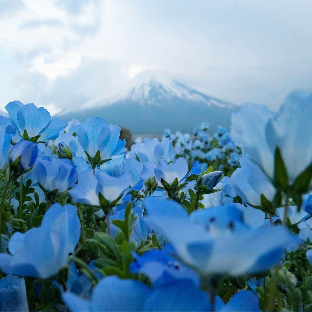 masayaさんのインスタグラム写真 - (masayaInstagram)「Baby blue eyes & Fuji Lake Yamanaka Hananomiyako Park 花の都公園 #Fuji #mtfuji #花の都公園  #山中湖 #yamanashi  #flowers #ネモフィラ」5月15日 20時51分 - moonlightice