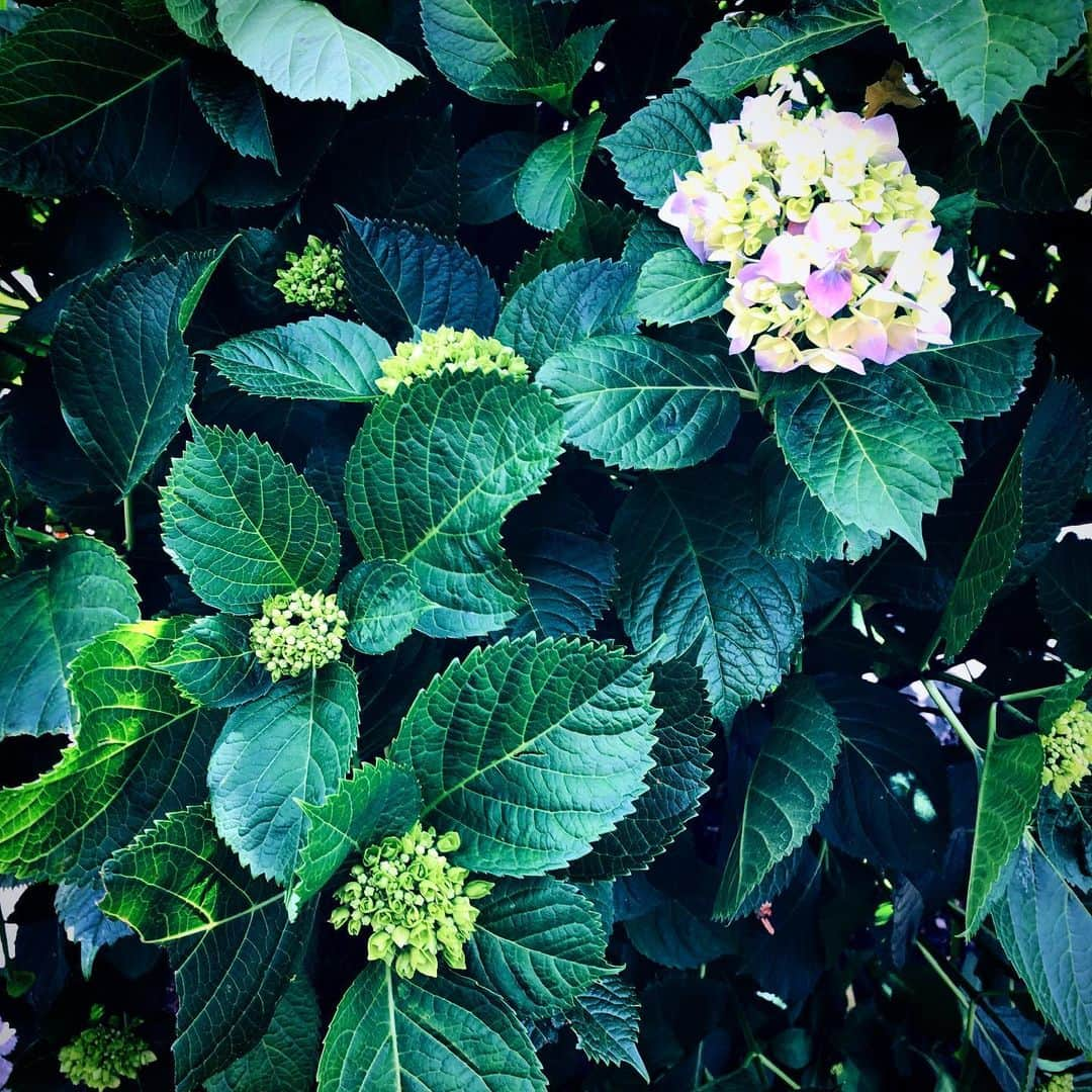 JILLさんのインスタグラム写真 - (JILLInstagram)「お散歩🚶‍♀️ お散歩🚶‍♀️ 道端の紫陽花を見て、もうすぐ梅雨なのね〜☔︎ 心地良いオフの日のお散歩でした❣️ #personz  #jillpersonz #20190515 #ワンダフルメモリーズツアー #今日は0512高崎ライブ #loftゲスト情報 #有楽町ヒューリックホール  #ハートオブゴールド #原田美枝子 #左右田薫 #live+story performance #詳細はオフィシャルサイトpersonznetでどうぞ @jillpersonz」5月15日 20時46分 - jillpersonz