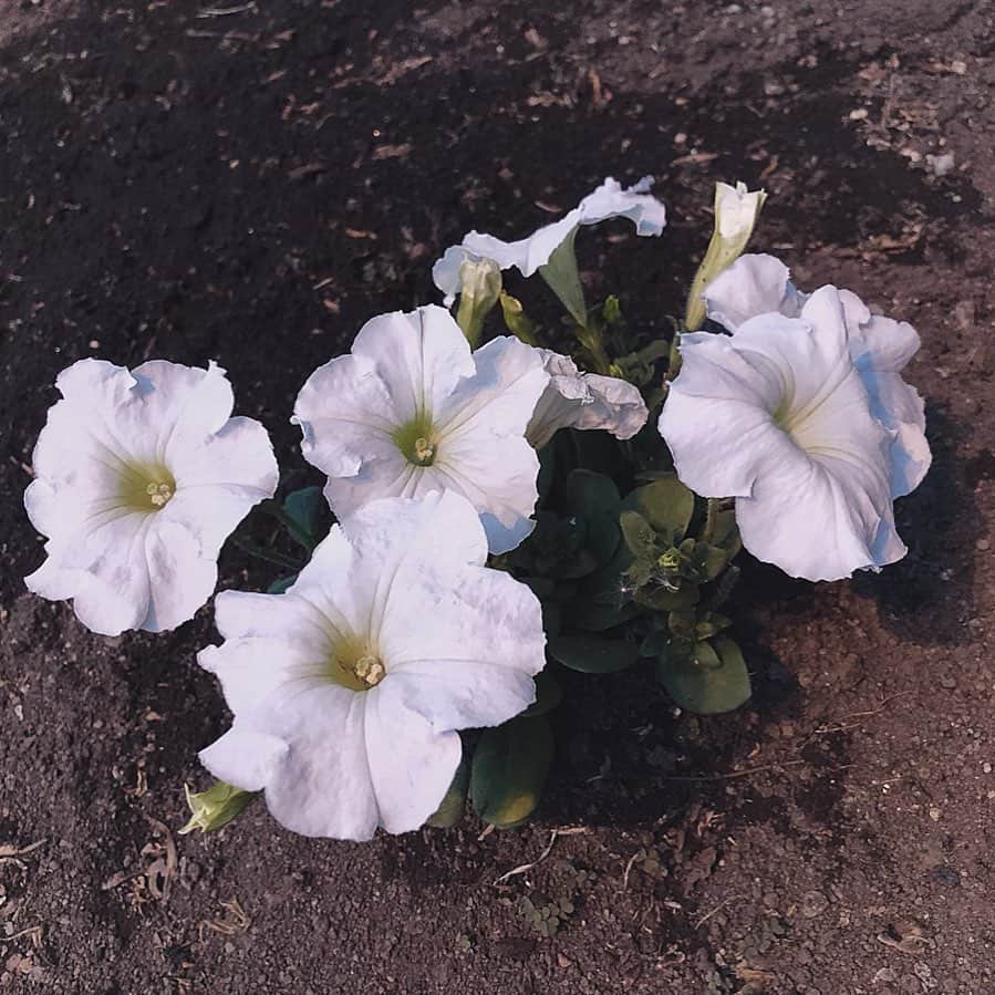 綾野ましろさんのインスタグラム写真 - (綾野ましろInstagram)「朝方お仕事から帰る途中に咲いてた 白い花。なんか言ってる気がして目に留まった☺︎かっこいいぞ。」5月15日 20時56分 - ayanomashiro_official