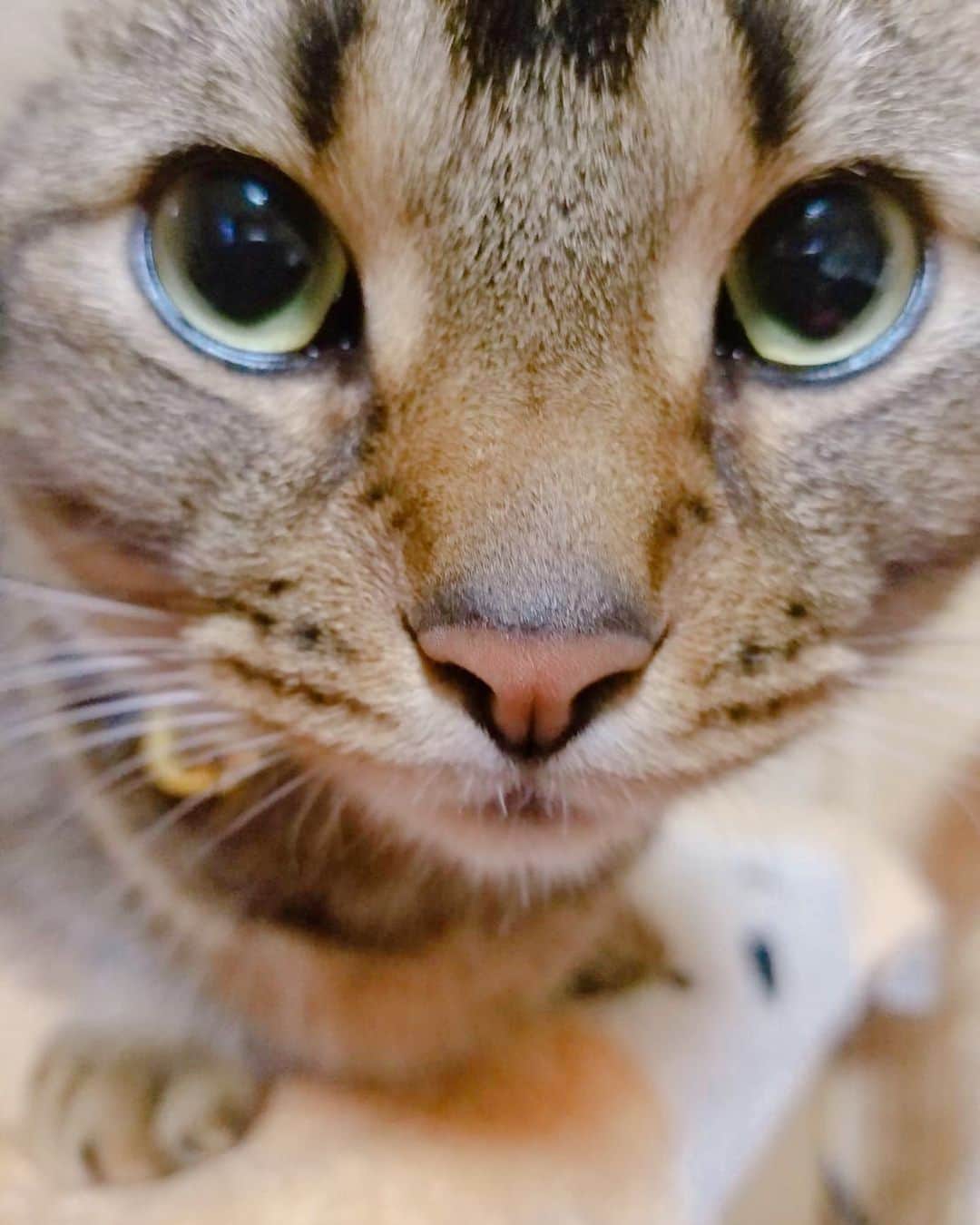 愛加あゆさんのインスタグラム写真 - (愛加あゆInstagram)「キメ顔のまるくん。 #獅子丸 #猫 #マンチカン #cat #猫アレルギーに負けない #愛加あゆ」5月15日 21時03分 - manaka_ayu