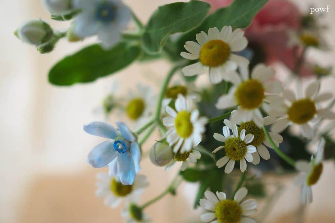 anemone_69のインスタグラム：「. ⋆*❁*⋆ฺ｡*」