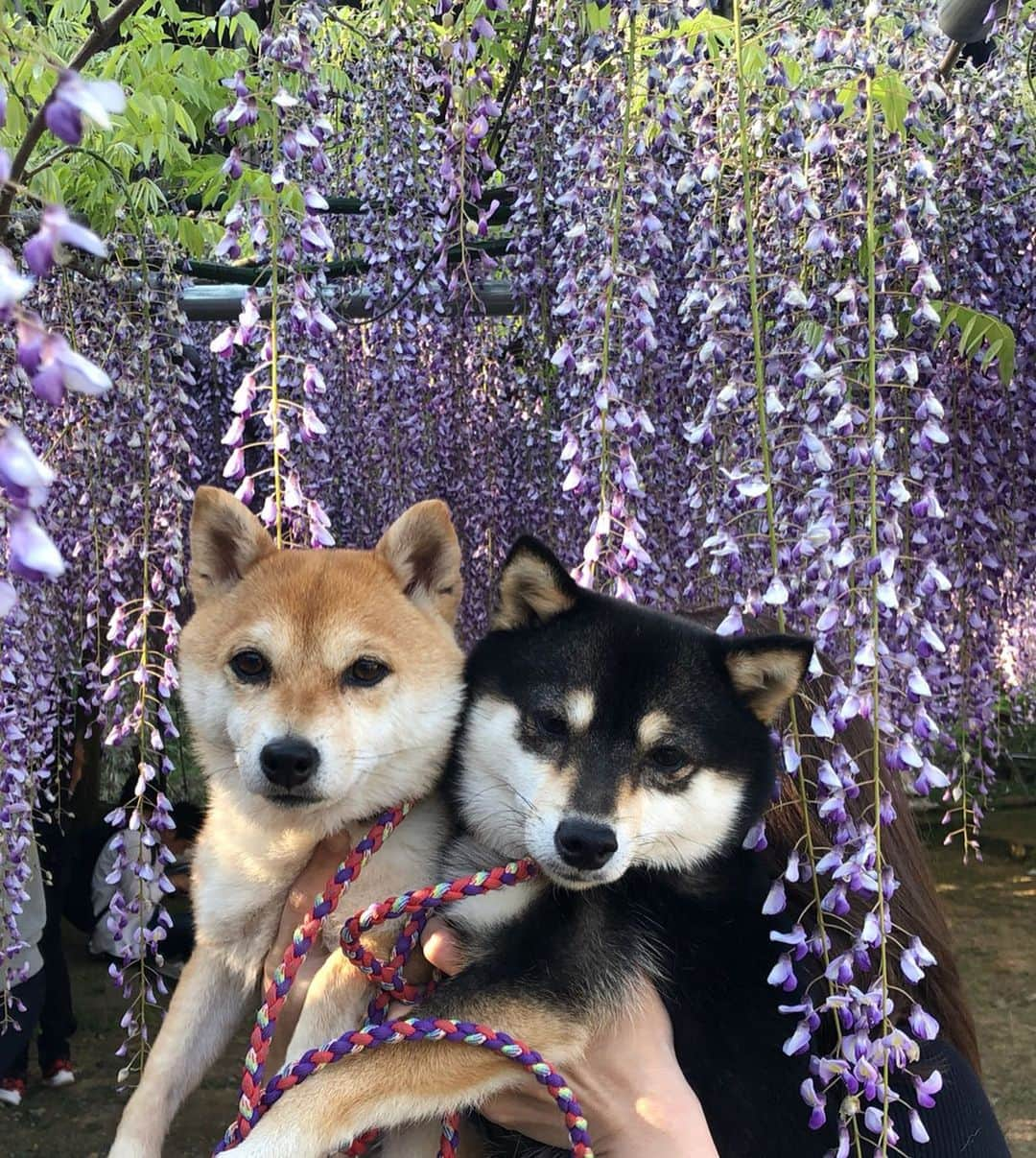 豆柴なつ&ふゆさんのインスタグラム写真 - (豆柴なつ&ふゆInstagram)「Wisteria flower Part②😊❤️ 藤の花😊❤️ #藤 #wisteria  #丹波#白毫寺 #いぬのきもち#花 #黒柴#赤柴#柴犬ライフ#pecoいぬ部 #shiba_snap  #シバフル#わんこ  #柴犬#shiba #shibainu #shibastagram #いぬすたぐらむ #pecoいぬ部 #犬バカ部 #shibainumag_feature #instafollow #dogoftheday  #🐕📷 #theshibasociety #mameshiba  #柴#proudshibas #cutepets #柴犬マニア」5月15日 21時05分 - mameshiba.natsuinu56