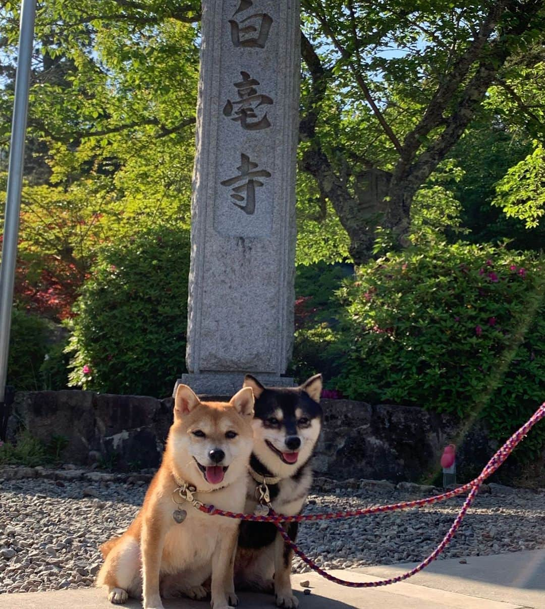 豆柴なつ&ふゆさんのインスタグラム写真 - (豆柴なつ&ふゆInstagram)「Wisteria flower Part②😊❤️ 藤の花😊❤️ #藤 #wisteria  #丹波#白毫寺 #いぬのきもち#花 #黒柴#赤柴#柴犬ライフ#pecoいぬ部 #shiba_snap  #シバフル#わんこ  #柴犬#shiba #shibainu #shibastagram #いぬすたぐらむ #pecoいぬ部 #犬バカ部 #shibainumag_feature #instafollow #dogoftheday  #🐕📷 #theshibasociety #mameshiba  #柴#proudshibas #cutepets #柴犬マニア」5月15日 21時05分 - mameshiba.natsuinu56