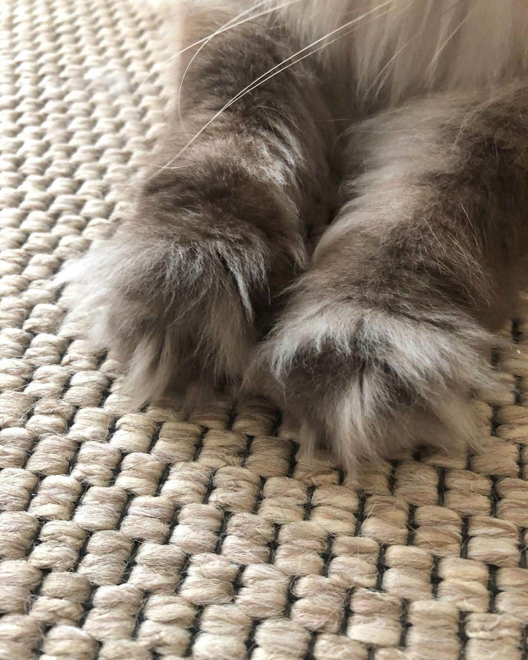 ギモさんのインスタグラム写真 - (ギモInstagram)「공손한 누덕누덕🐾 쨔매야 솜방맹이에 이게 무슨일이야ㅋㅋㅋ o<-<...♥︎ #cat #chamoe #누더기발 #챰버린」5月15日 21時06分 - 1room1cat