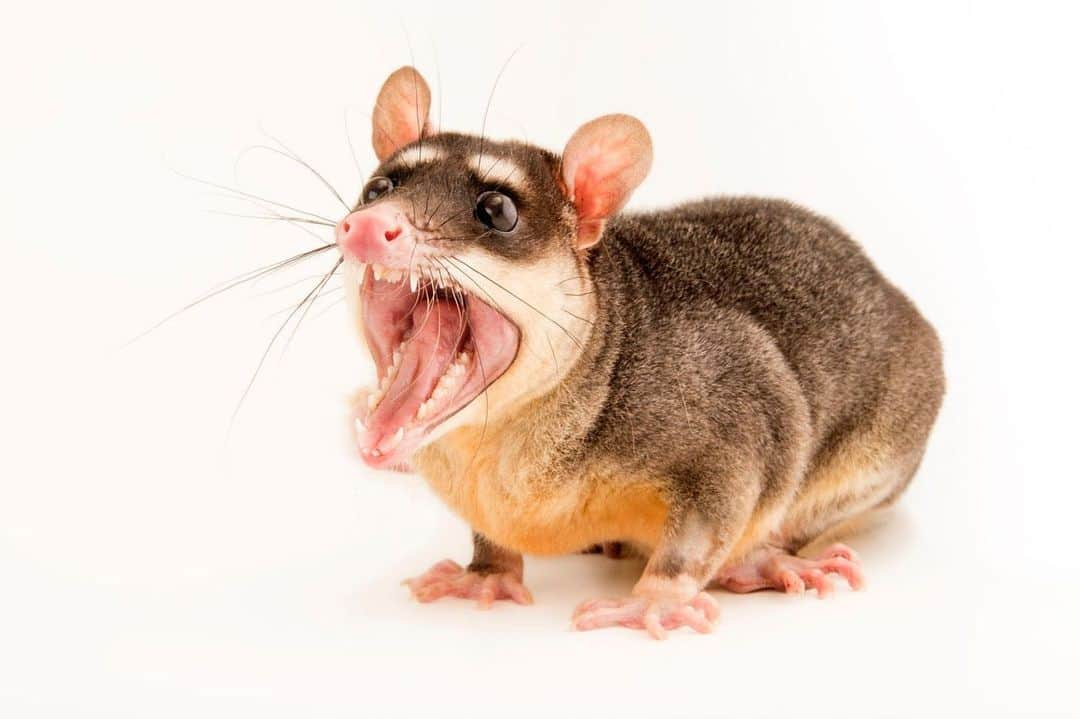 Joel Sartoreさんのインスタグラム写真 - (Joel SartoreInstagram)「How did this gray four-eyed opossum get its name? It is the result of a unique adaptation that this nocturnal creature uses to fool potential predators! The opossum has white patches of fur above its eyes that give it the appearance of being awake, even when sleeping soundly. If this defense mechanism fails, the gray four-eyed opossum does not “play dead” like the Virginia opossum – instead, it is aggressive and ready for battle. A resident of Central and South America, this species does not have a well-defined territory, and home range stability depends on easy access to food and shelter. While adaptable and not currently in danger, this opossum, like many other species, is counting on us to adopt wildlife-friendly behaviors to secure their future for generations to come. Use the comment section below to share how you are saving species! Photo taken @moscow_zoo_official. #opossum #foureyes #nocturnal #photoark #savetogether」5月15日 21時11分 - joelsartore