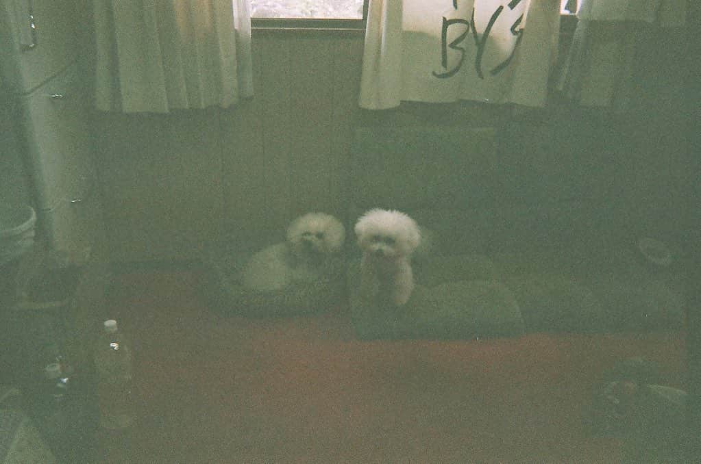 中嶋イッキュウのインスタグラム：「dogs」