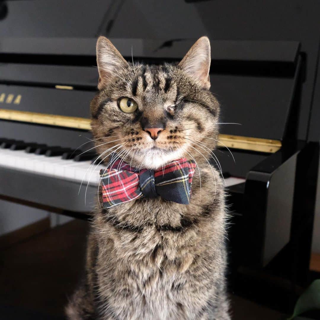catinberlinさんのインスタグラム写真 - (catinberlinInstagram)「Presenting our new Frisky Business bow-tie. 😎 Now available.  www.catinberlin.com」5月15日 21時28分 - catinberlin