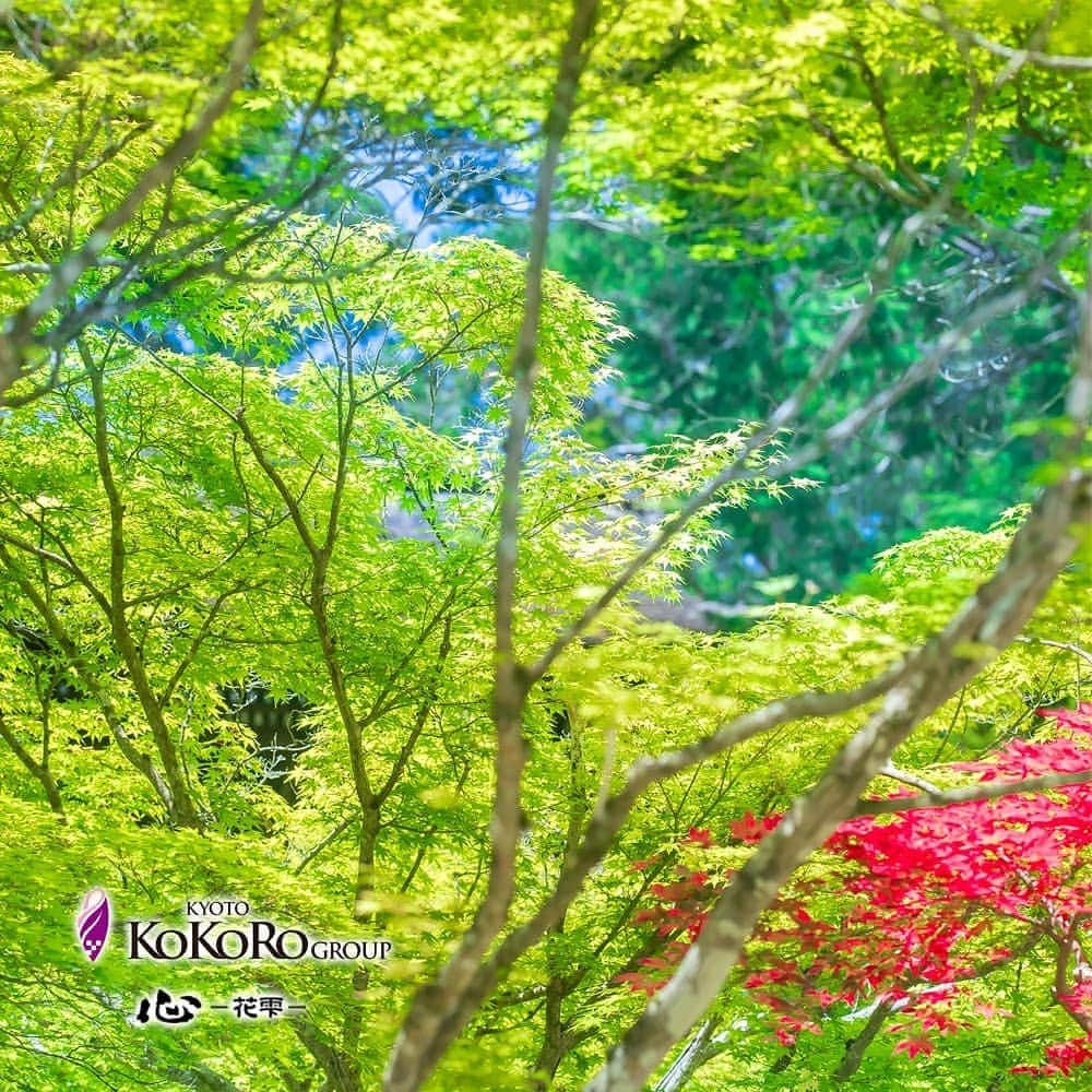 心－花雫－さんのインスタグラム写真 - (心－花雫－Instagram)「新緑映える神護寺✨皆様もぜひ美しい青もみじの京都をお楽しみください🎵🎵 #bestjapanpics #igersjp #青もみじ #art_of_japan_ #春 #神護寺 #京都 #京都青もみじ #longexposure #花 #landscape #s_shot #visitjapanjp #travel #flowers #japan_daytime_view #japan_of_insta #はなまっぷ #ドリーミーフォト #心花雫 #寺」5月15日 21時31分 - kokoro_hanashizuku