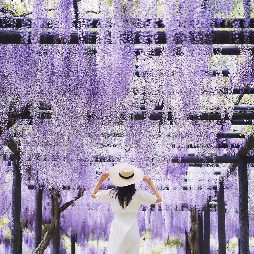 Najiiさんのインスタグラム写真 - (NajiiInstagram)「Wisteria flowers . . . 一見、合成したように見えるけど、それくらいステキな藤棚でした。 . At first glance, it looks like it's composited, but it was a beautiful wisteria shelf.」5月15日 21時33分 - najii66