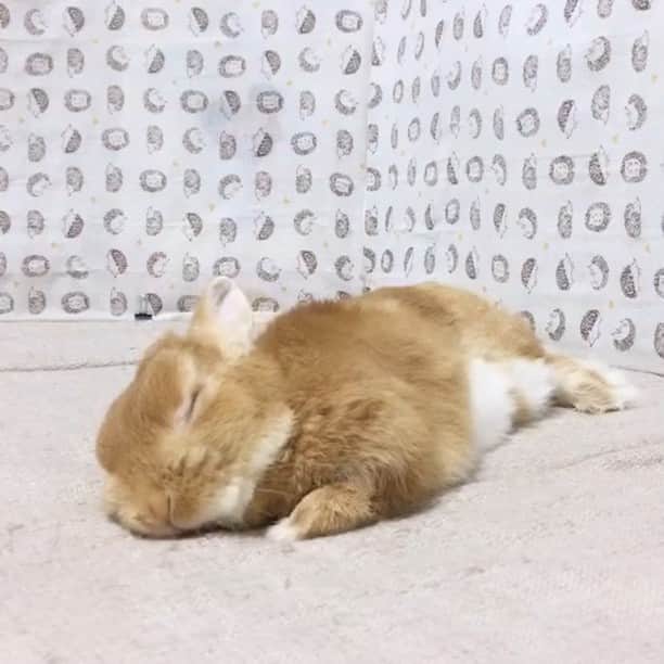 ?まるるのインスタグラム：「* * ね、ねむい…💤 * 寝るときや寝てるとき よくホリホリしてるのは何でかな？☺️ * * #うさぎ#ネザーランドドワーフ#ふわもこ部#rabbit#lapin#cutepetclub#WeeklyFluff #bunnystagram#rabbitstagram#instapet#20190515」