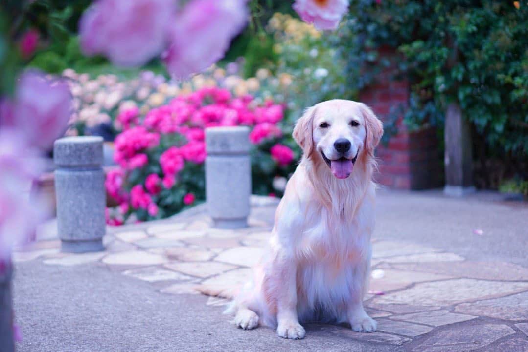 まゆみさんのインスタグラム写真 - (まゆみInstagram)「。 。 apギャラリー 🌹🌹🐶🐶🌹🌹 。 。 #みぺくれてありがと #ありがととおもーの #つかれたとおもーの #あきれたとおもーの 。 。 #セナちゃんごはん美味しいね 。 。 #ゴールデンレトリバー#goldenretriever#dog#犬#あーるん#golden#retriever#doglover#insta_dog#ぺんぺん子ちゃん#welovegoldens#Instagram#Instagramjapan#Instagramdogs#9gag#dogstagram#dogsofinstagram#dogs#doggy」5月15日 21時39分 - aarun_evolution