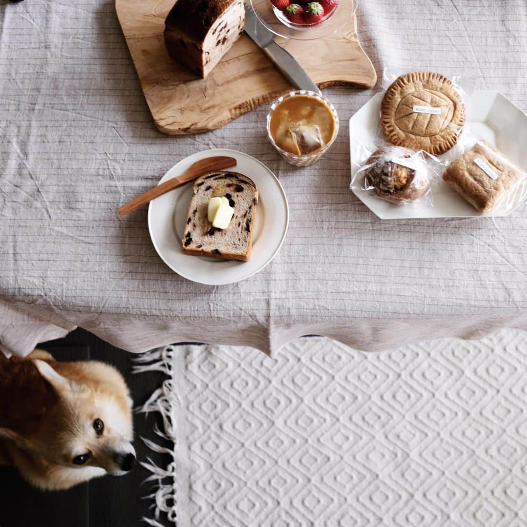 maggydaisyのインスタグラム：「_  初めての #underthetable  先日、デイジーの2回目の月命日に 嬉しい嬉しい 美味しいパン ありがとうございます  モアはやっぱりネズミ小僧に似ている☻  #maggydaisymore20190511 #corgi #コーギー #里親 #石川隆児 #渡邊浩幸 #黒川登紀子」