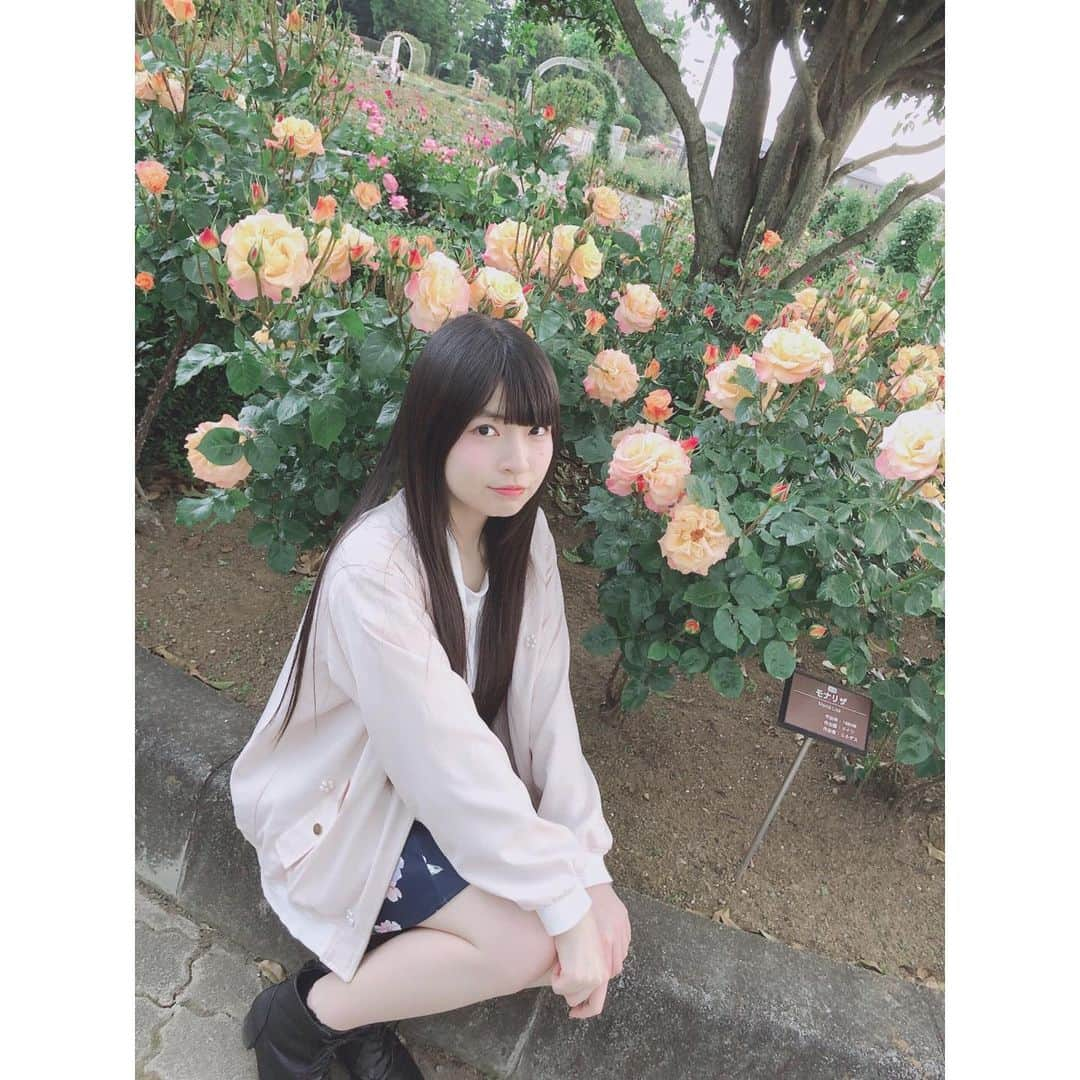 三村妃乃さんのインスタグラム写真 - (三村妃乃Instagram)「♡ モナリザっていう薔薇らしいよ🌹💫 ♡ #ngt48 #三村妃乃 #バラ #rose」5月15日 21時50分 - hino_yuiitsu62