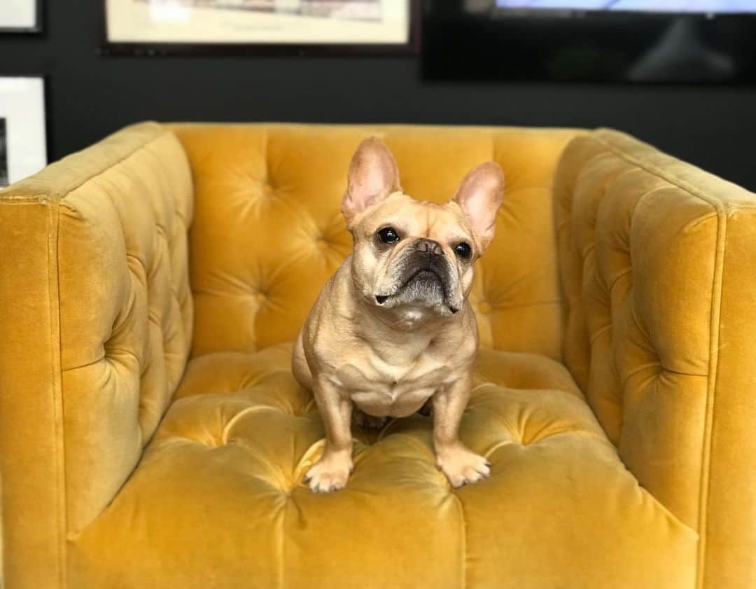Hamlinさんのインスタグラム写真 - (HamlinInstagram)「One Golden Bear, sitting on a goldenrod chair. 🐻 .......... #gold #doggo」5月15日 13時01分 - hamlin_the_frenchie