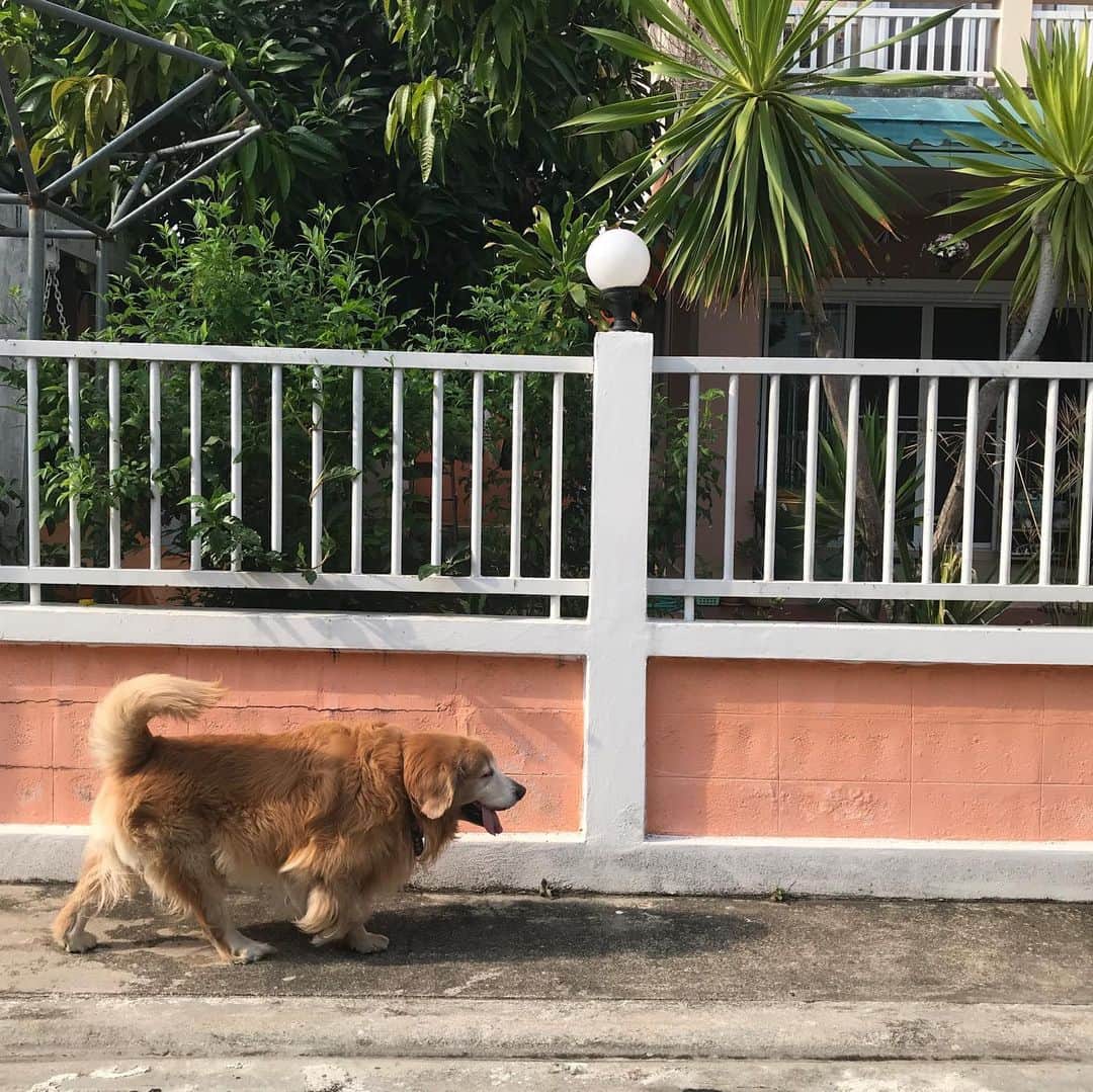 Hoykong&Plamuekのインスタグラム：「A little walk everyday #hkpm」
