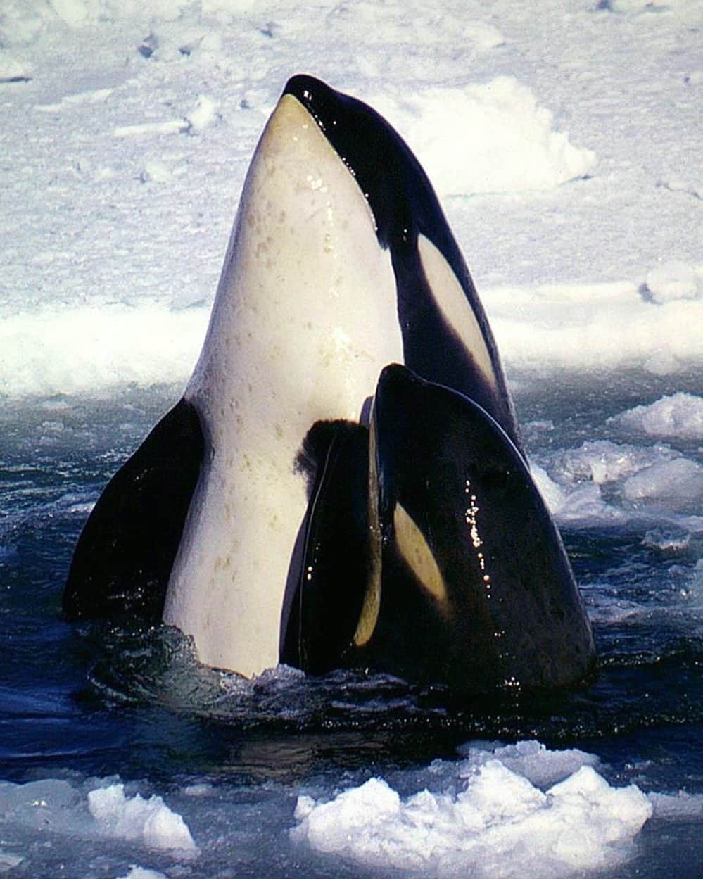 アメリカ自然史博物館さんのインスタグラム写真 - (アメリカ自然史博物館Instagram)「Did you know orcas (Orcinus orca) stay with their pods for life? While a lone orca can catch a fish, penguin, or sea lion, a pod of fast-swimming orcas can bring down a larger whale! There are other advantages to living in a pod: for example, these marine mammals will share the duties of rearing young and caring for the sick. Orcas can live to be 50+ years old.  Photo: Clayoquot」5月15日 13時35分 - amnh